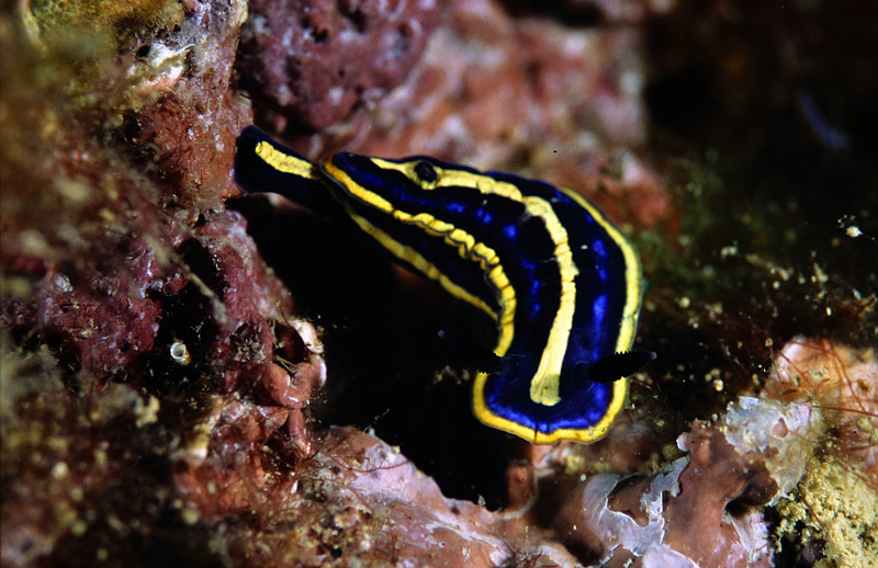 Hypselodoris tricolor